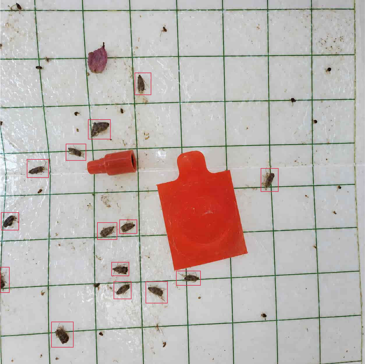 Foto del viernes 18 con catorce ejemplares señalados con recuadros rojos