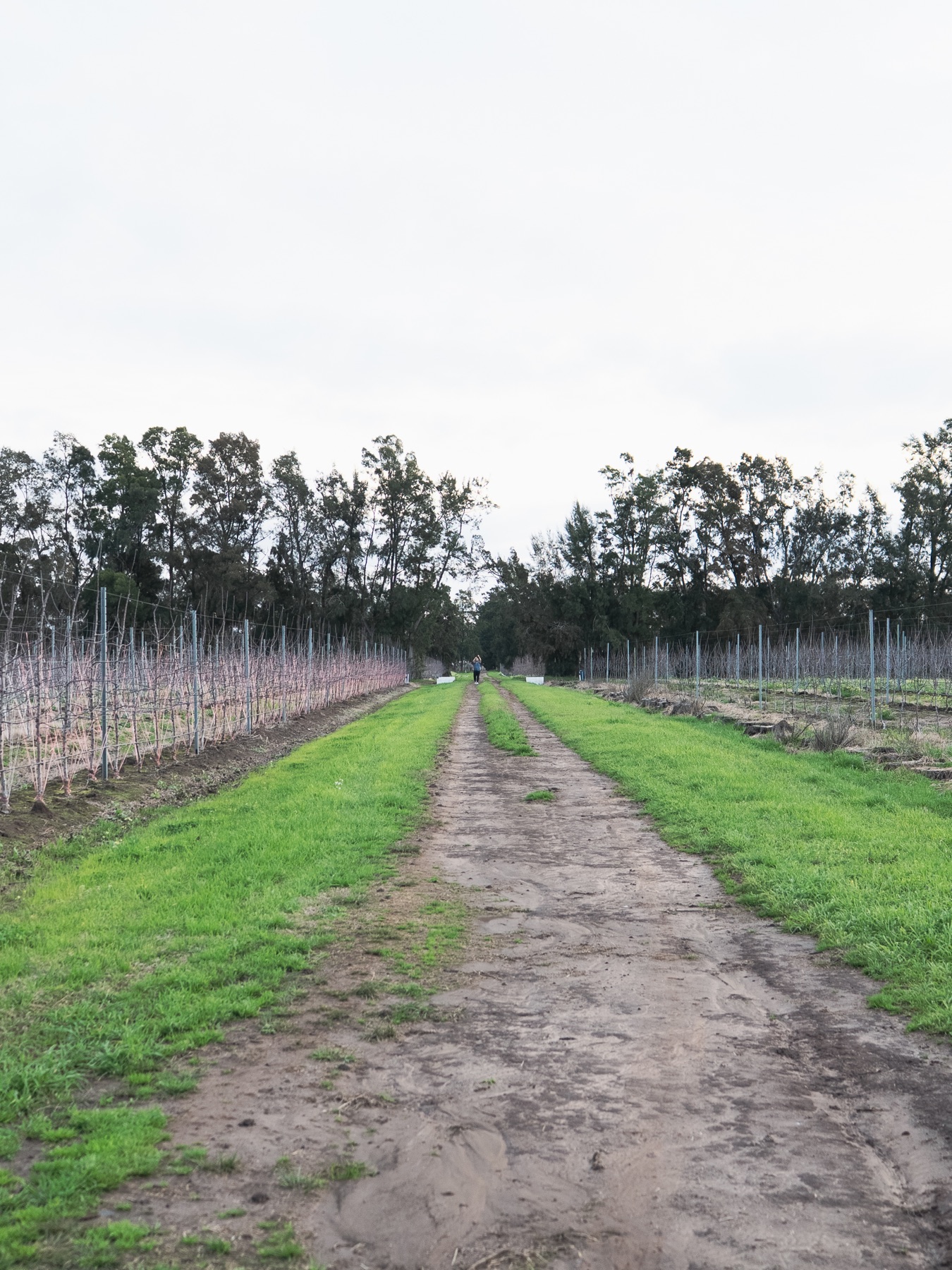 Camino de tierra entre cultivos y cortinas de árboles del recorrido de prueba